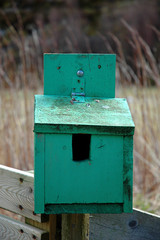 Wooden green bird box on a wooden fence with grass and straw in the background.