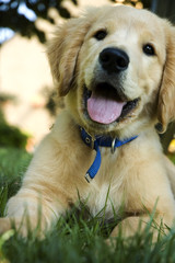 golden retriever puppy