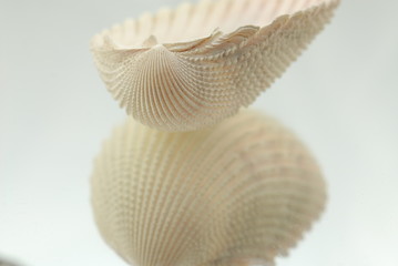 seashell reflection