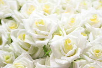 white roses