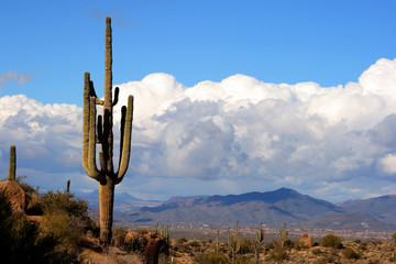 high desert with cactus,mountains and clouds