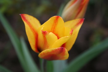 tulip