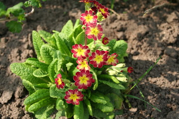 primula 5