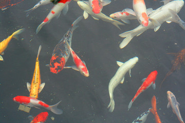 fishes  5666