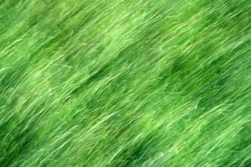 green grass blur background.
