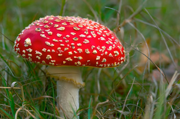 toadstool