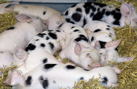 cochon