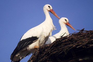 Storchenpaar in seinem Nest
