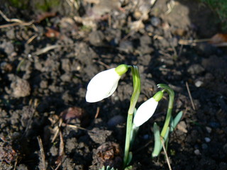 snowdrops