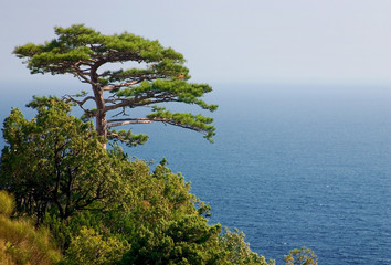 lonely pine