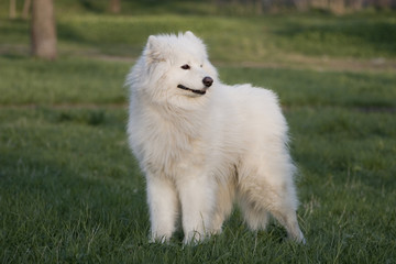 samoyed