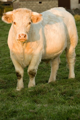 Fototapeta premium vache normande