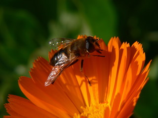 abeille
