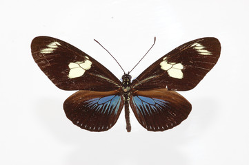 Fototapeta na wymiar papillon bleu et noir