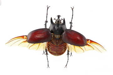 megasoma acteon