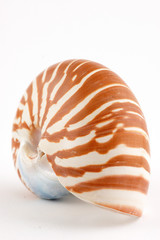 nautilus