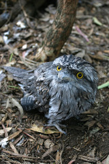 tawny frogmouth