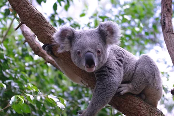 Fotobehang koala © Renate Micallef