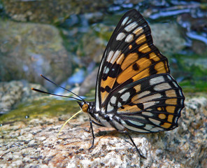 butterfly (sephisa dicroa princeps)