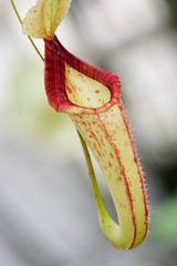 single nepenthes sp. flower