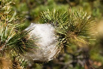 chenille du pin 
