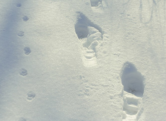 tracks of man walking dog