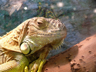 lizzard land iguana from galapagos islands