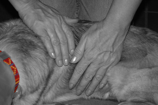 reiki bei tieren