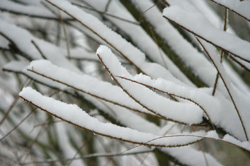 neige