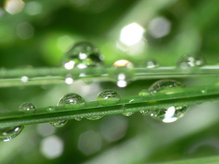 gouttes sur brin d'herbe