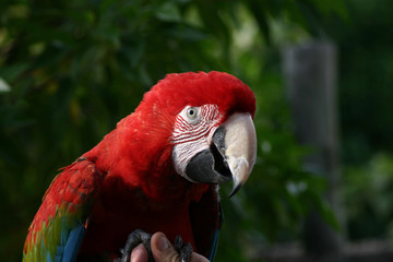 red macaw parrot