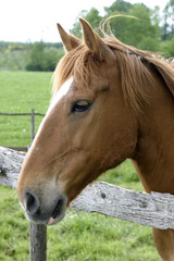 Obraz premium cheval