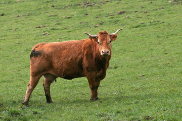 vache 2