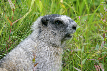wild marmot