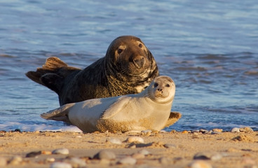 Fototapeta premium mother and baby