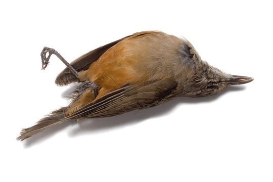 p&aacute;jaro muerto__2119.