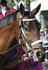 race horse 10