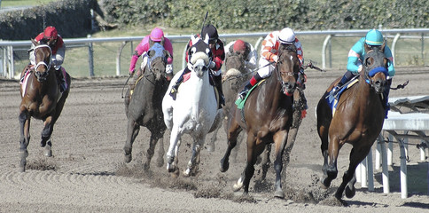race horses in theturn