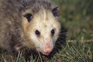 opossum