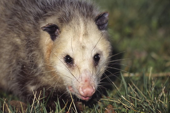opossum