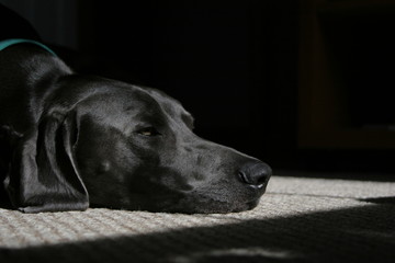 grey dog sleeping in sun