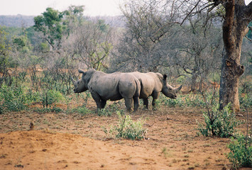 rhinoceros bookends