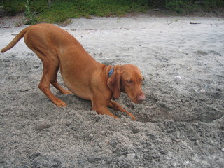 dog digging hole on sand beach
