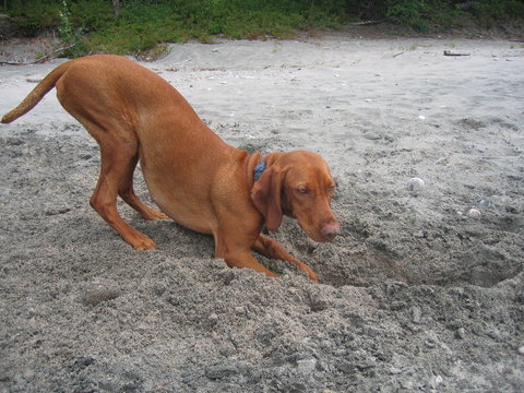 Dog Digging Hole On Sand Beach