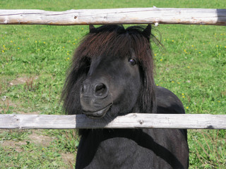 pony