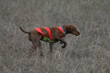 Fotobehang vizsla dog hunt sport puppy pet point © Paul Retherford