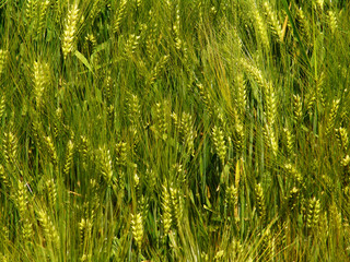 campo di frumento