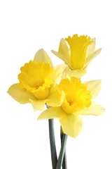 Crédence en verre imprimé Narcisse trio de jonquilles