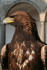 eagle