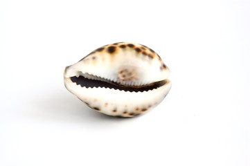 shell